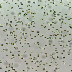 Live Chlorella for Culture: Freshwater Phytoplankton Green Water for Daphnia