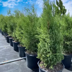 Eastern Red Cedar Tree Juniperus Virginiana 10"-15" *Rescue Seedling* Ball Root