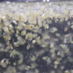 Dapnia Magna Eggs Live Fish Food for Hatching and Culture