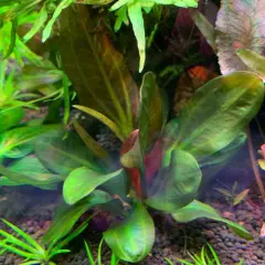 Package Bundle Echinodorus Hadi Red Pearl Sword Live Plant Freshwater Aquariums