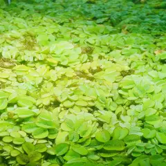 1 Salvinia Minima Live Floating Aquatic Plant Freshwater Aquarium & Pond Plants