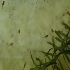 60,000 Fairy Shrimp eggs Food For New born Fish, Betta ,Guppy, Killifish