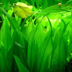 Pack 5 Amazon Sword Echinodorus Bleheri Bundle Live Plants Aquarium Freshwater