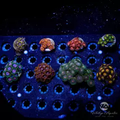 Zoa Frag Pack - 8 Pieces