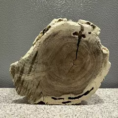 Natural Piece of Driftwood 3”x5” Stump Aquarium 