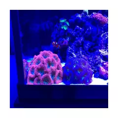 Brightwell Aquatics - NeoMarine Marine Salt Blend for Reef Aquarium - Fish Ta...