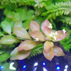 Package Bundle Ludwigia Ovalis Live Aquarium Plants Freshwater Create a Natural