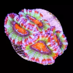 Rainbow Acan Frag WYSIWYG, LPS, Rainbow, LIVE