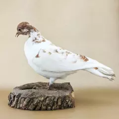 T45g Taxidermy Oddities Curiosities Rock Pigeon bird c livia dove collectible