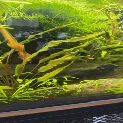 Cryptocoryne undulated 'Broad Leaf'