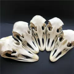 1 pcs Real Ostrich Skull collectable Animal Taxidermy educational specimens