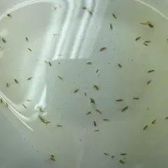 50+ Live Scuds- Food/Cleanup Crew- Freshwater Gammarus/Amphipods