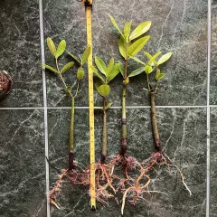 24-28"+ XXL EXTRA LARGE Red Mangrove Live SINGLE Plant Saltwater Marine Macro