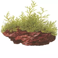 Taxiphyllum barbieri 'Bogor Moss' (aka Java Moss) - Tropica Tissue Culture Cup