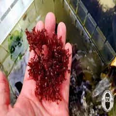 1 Cup Red Gracilari Hayi Saltwater Refugium Marine Macro algae