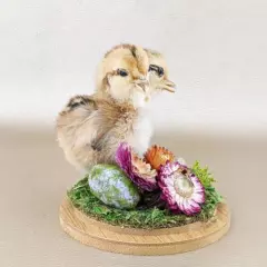 R30j Taxidermy Oddities Curiosities Gaff 2 Headed Chicken chick glass dome dsply