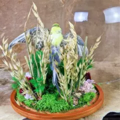 BD06 Taxidermy Parakeet Bird spread Dome oddities curiosities home decor fancy