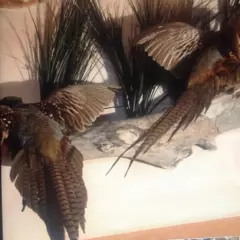 Double Pheasant Wall Mount 