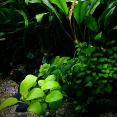 Package Loose Anubias Species Golden Live Aquarium Plants Fish Tanks Decoration