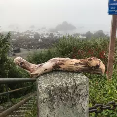 Northern California Driftwood for Reptile Branches Terrarium Wood