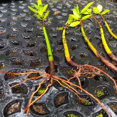 3 Red Mangrove Tree Live Plants With Roots! Aquarium Freshwater Saltwater! Tank