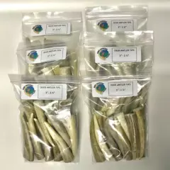 Deer/Elk Antler Tips -Pack of (8) 3.5” - 4" Clean Toggles-perfect for Crafters!