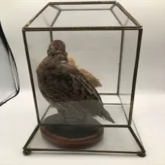 Antique Taxidermy Japanese Quail Chick & Adult In 12.5” Glass Case Free Shipping