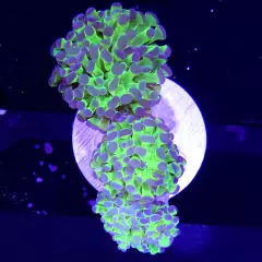 WYSIWYG, Frogspawn 3 Heads, LPS, Euphyllia