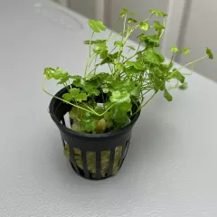 Dwarf Pennywort 'Japan’ H.tripartita Live Aquarium Plant