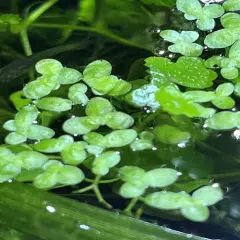 DUCKWEED