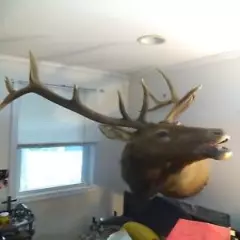 360" Trophy SASCATCHWEAN Rocky My Elk 6 X6....