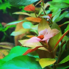 Package Bundle Ludwigia Repens Rubin Decoration Aquatic Garden Tank Live Plants