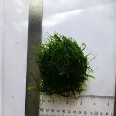 Java Moss