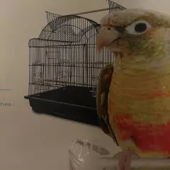 You And Me Conure Habitat