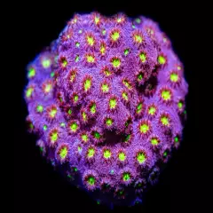 CB Bling Bling Cyphastrea, WYSIWYG Coral