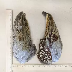 W160d Pheasant Wings Pair Feather smudge oddities Decorative Curiosities craft