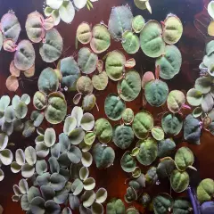 Salvinia cucullata (60+ leaves), bonus 3x Red Root Floaters