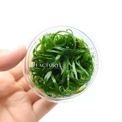 Java Fern Needle Leaf Tissue Culture