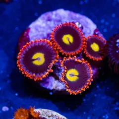 WWC Flaming Sun Zoanthids, WYSIWYG Coral