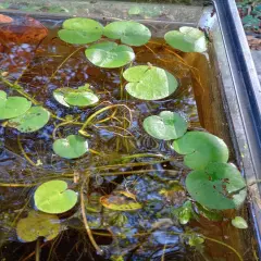 5 Frogbit Plants (Limnobium spongia) BUY3 GET2FREE Live Floating Aquatic Plants