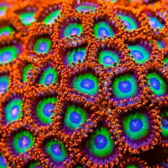 Emeralds on Fire Zoanthids Chunky Piece, WYSIWYG Coral