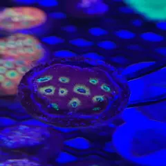 Purple Flaym boi favia, purple, red, yellows, pink, brain coral