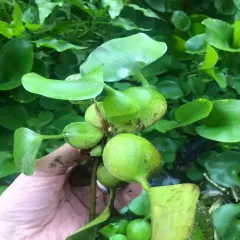 9 Live PURPLE Water Hyacinth Pond Plant Floating NO INSECTS/PARASITES FAST SHIP