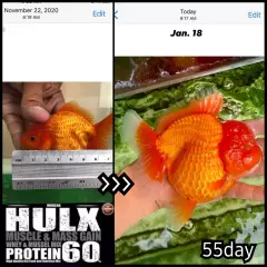 2X HULX High Quality Goldfish Food Sinking Pellets Whey Mixed High Protein 60%