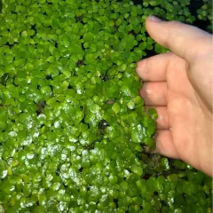 DUCKWEED LIVE WATER PLANT ORGANIC FISH CANDY GALLON ZIP BAG AQUARIUM POND READY