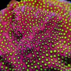 Electric Daisy Stylocoeniella, WYSIWYG Coral