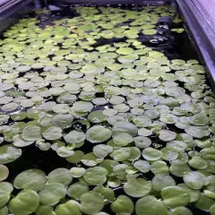 BUY 2 Get 1 FREE 100+ Leaf Frogbit - Floating Aquatic Plant - HEALTHY AND GREEN