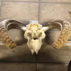 Ram Skull Exotic Wildlife ranch texas Hill Country european mount SR1120