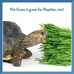 Bell Rock Growers Pet Greens Self-Grow Kit Organic Wheat Grass For all Pets