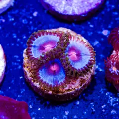 Miami Vice Zoanthids 3p, WYSIWYG Live Coral